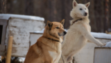 北欧の犬たちとは？自然と暮らしから生まれた犬種