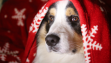 愛犬と楽しむ北欧風クリスマス｜北欧に学ぶ愛犬との冬時間